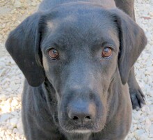 LOOLOO, Hund, Labrador-Mix in Zypern - Bild 1