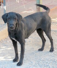 LOOLOO, Hund, Labrador-Mix in Zypern - Bild 3