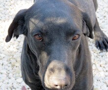 LOOLOO, Hund, Labrador-Mix in Zypern - Bild 6