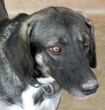 PETRA3, Hund, Mischlingshund in Zypern - Bild 1