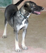 PETRA3, Hund, Mischlingshund in Zypern - Bild 10