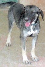 PETRA3, Hund, Mischlingshund in Zypern - Bild 2