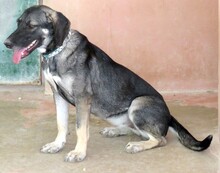 PETRA3, Hund, Mischlingshund in Zypern - Bild 3