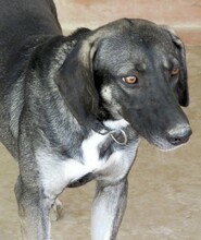 PETRA3, Hund, Mischlingshund in Zypern - Bild 4