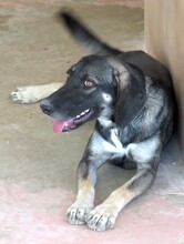 PETRA3, Hund, Mischlingshund in Zypern - Bild 5