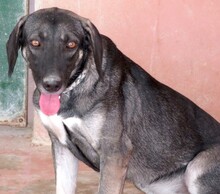 PETRA3, Hund, Mischlingshund in Zypern - Bild 6