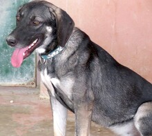 PETRA3, Hund, Mischlingshund in Zypern - Bild 8