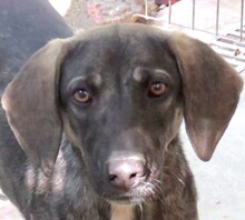 PETRA3, Hund, Mischlingshund in Zypern - Bild 9