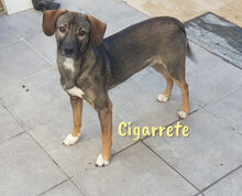CIGARRETE, Hund, Mischlingshund in Spanien - Bild 2