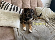 CIGARRETE, Hund, Mischlingshund in Spanien - Bild 3