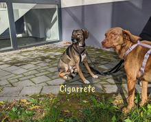 CIGARRETE, Hund, Mischlingshund in Spanien - Bild 5