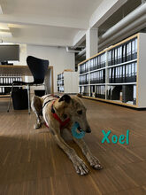 XOEL, Hund, Galgo Español in Würzburg - Bild 2