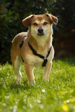 EPSILON, Hund, Mischlingshund in Gehrden - Bild 1