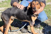 ROXAN, Hund, Mischlingshund in Rumänien - Bild 2