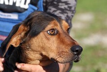 ROXAN, Hund, Mischlingshund in Rumänien - Bild 3