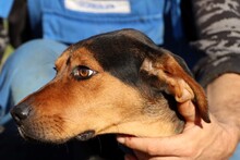 ROXAN, Hund, Mischlingshund in Rumänien - Bild 4