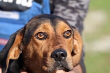 ROXAN, Hund, Mischlingshund in Rumänien - Bild 5