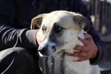 RUHINDA, Hund, Labrador-Beagle-Mix in Rumänien - Bild 1