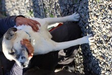 RUHINDA, Hund, Labrador-Beagle-Mix in Rumänien - Bild 3