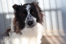 BEVERLY, Hund, Border Collie-Mix in Rumänien - Bild 1