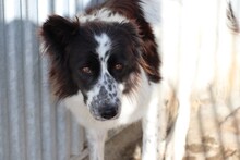 BEVERLY, Hund, Border Collie-Mix in Rumänien - Bild 2