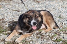 JOULOU, Hund, Collie-Deutscher Schäferhund-Mix in Rumänien - Bild 1