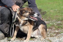 JOULOU, Hund, Collie-Deutscher Schäferhund-Mix in Rumänien - Bild 2