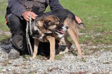 JOULOU, Hund, Collie-Deutscher Schäferhund-Mix in Rumänien - Bild 3