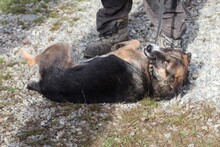JOULOU, Hund, Collie-Deutscher Schäferhund-Mix in Rumänien - Bild 4