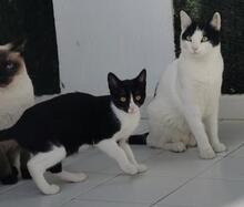TIIMMY, Katze, Europäisch Kurzhaar in Spanien - Bild 4