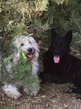 CIFRA, Hund, Mischlingshund in Ungarn - Bild 4