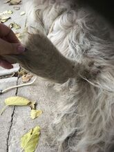CIFRA, Hund, Mischlingshund in Ungarn - Bild 5