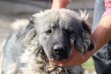 CARENIA, Hund, Collie-Hütehund-Mix in Rumänien - Bild 1