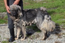 CARENIA, Hund, Collie-Hütehund-Mix in Rumänien - Bild 2