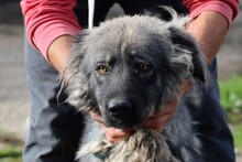 CARENIA, Hund, Collie-Hütehund-Mix in Rumänien - Bild 3