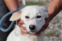 CHANA, Hund, Labrador-Mix in Rumänien - Bild 1