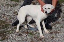 CHANA, Hund, Labrador-Mix in Rumänien - Bild 2