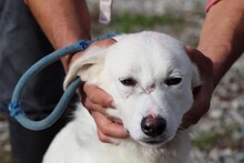 CHANA, Hund, Labrador-Mix in Rumänien - Bild 4