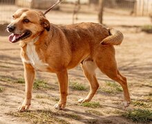 MARY, Hund, Mischlingshund in Ungarn - Bild 1