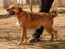 MARY, Hund, Mischlingshund in Ungarn - Bild 2