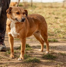 MARY, Hund, Mischlingshund in Ungarn - Bild 4