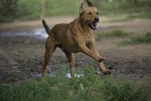 FERKO, Hund, Mischlingshund in Ungarn - Bild 1