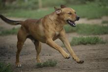 FERKO, Hund, Mischlingshund in Ungarn - Bild 2