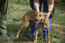 FERKO, Hund, Mischlingshund in Ungarn - Bild 3