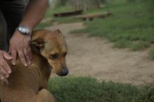 FERKO, Hund, Mischlingshund in Ungarn - Bild 4