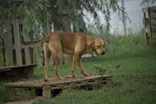 FERKO, Hund, Mischlingshund in Ungarn - Bild 6