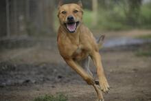 FERKO, Hund, Mischlingshund in Ungarn - Bild 7