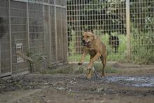FERKO, Hund, Mischlingshund in Ungarn - Bild 8