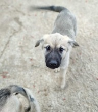 LEONBOY, Hund, Mischlingshund in Griechenland - Bild 12