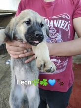 LEONBOY, Hund, Mischlingshund in Griechenland - Bild 14